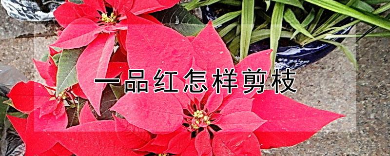 一品红怎样剪枝 一品红什么季节剪枝