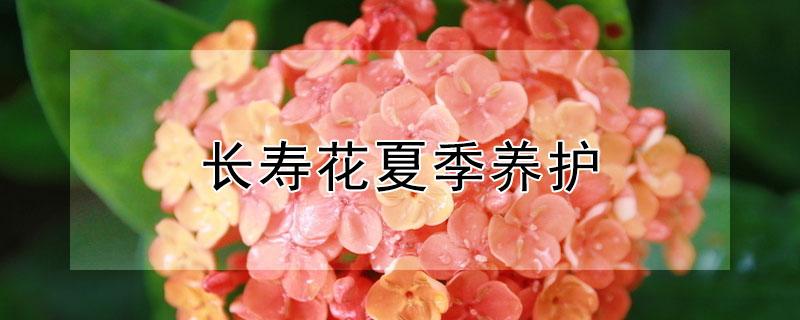 长寿花夏季养护 长寿花夏季养护视频