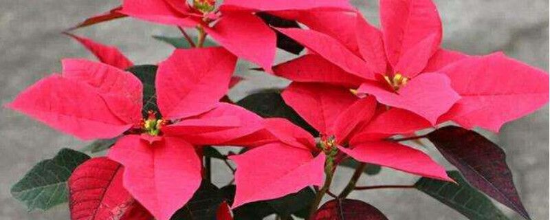 一品红冬季养殖方法 一品红冬季养殖方法和注意事项