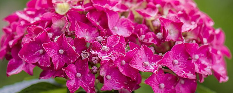 绣球花生虫了怎么办 绣球花会生虫吗