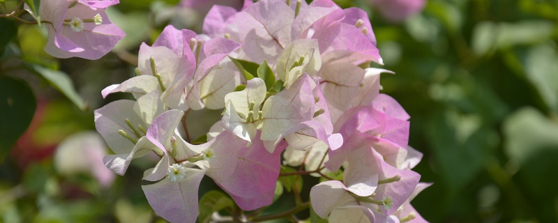 三角梅花掉落怎么回事 三角梅花掉落怎么回事?