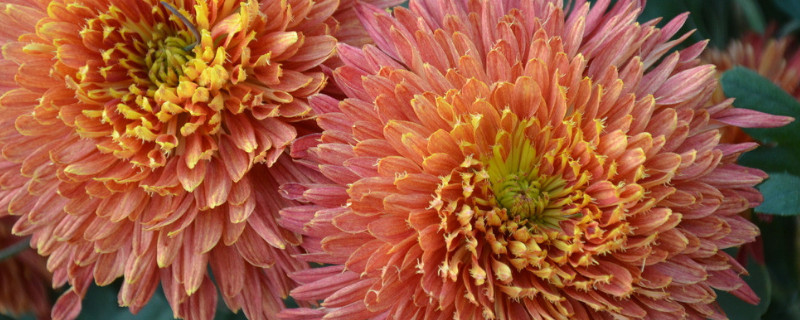 菊花什么时候压枝好活 菊花什么时候剪枝