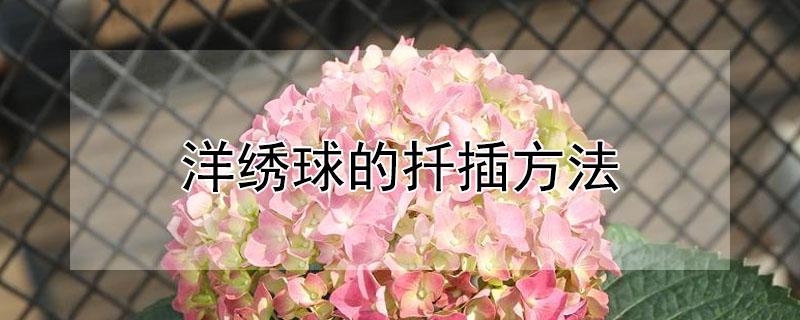 洋绣球的扦插方法（洋绣球怎样扦插）