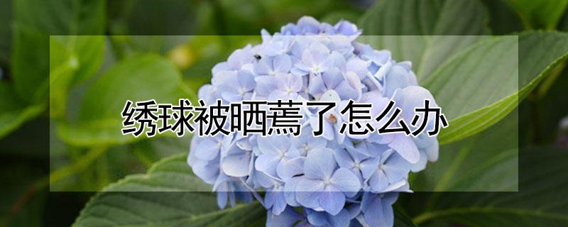 绣球被晒蔫了怎么办 绣球花晒蔫了怎么办