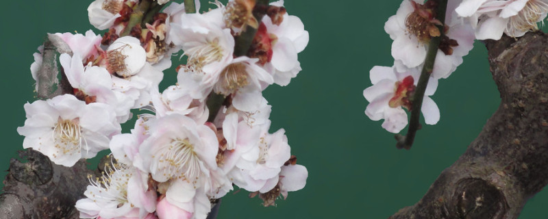 腊梅花怎么养家庭养法（腊梅花枝怎么养家庭养法）