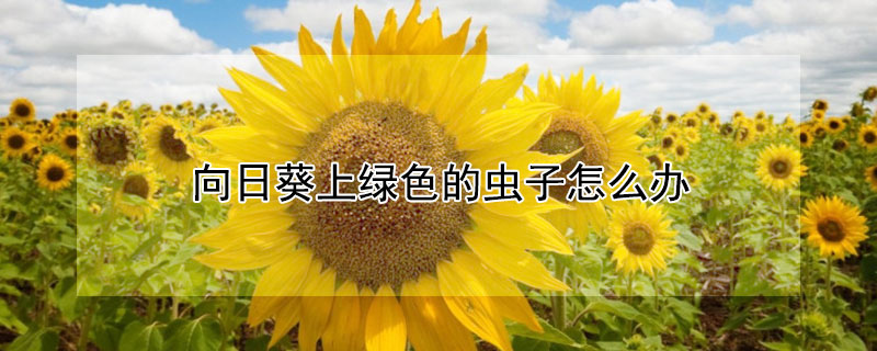 向日葵上绿色的虫子怎么办(向日葵上绿色的虫子怎么办如何处理)