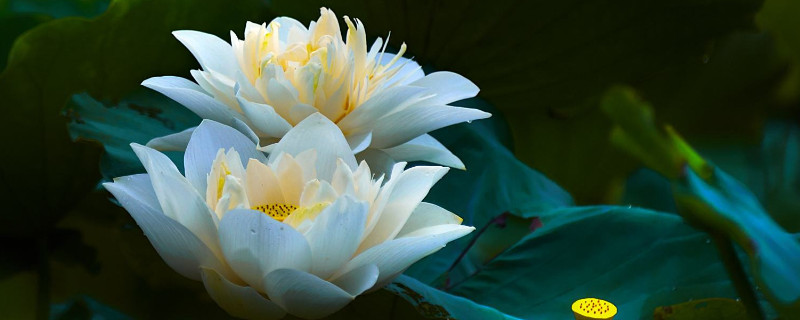 荷花盆栽烂叶怎么办（盆栽荷花烂叶是怎么回事）