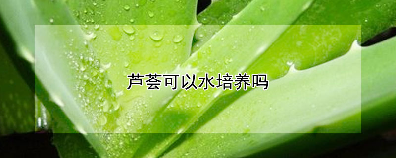 芦荟可以水培养吗 水养芦荟可以用土培养吗