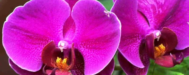 蝴蝶兰浇水过多烂根怎么治 蝴蝶兰水浇多了,烂根了