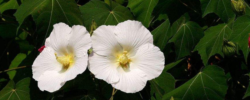 芙蓉花长虫子了怎么办（芙蓉花长腻虫怎么办）