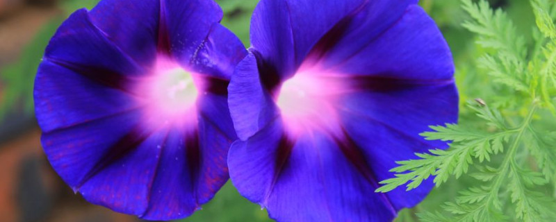 牵牛花不晒太阳会开花吗（牵牛花怕太阳晒吗）