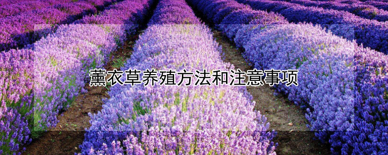 薰衣草养殖方法和注意事项（薰衣草的种植和注意事项）