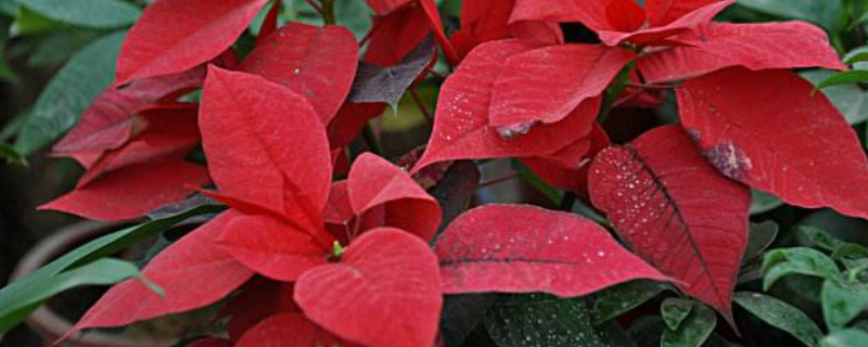 一品红叶子焉了怎么办 一品红叶子蔫了怎么办