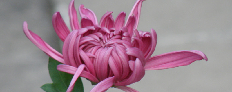 菊花长蚜虫了怎么处理 菊花上有蚜虫怎么治