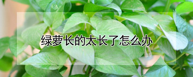 绿萝长的太长了怎么办（绿萝不长怎么办）