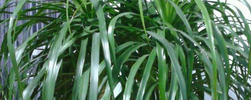 龙须兰的养殖方法和注意事项（龙须兰怎么种）