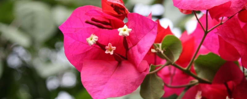 三角梅能在室内养吗 三角梅可室内养吗