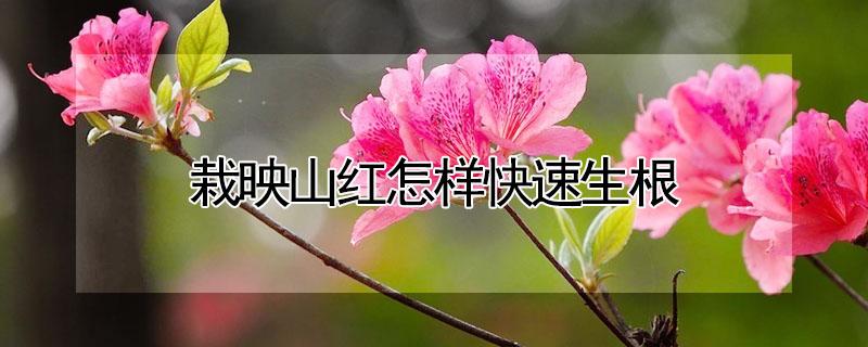 栽映山红怎样快速生根（新栽映山红怎样快速发芽）