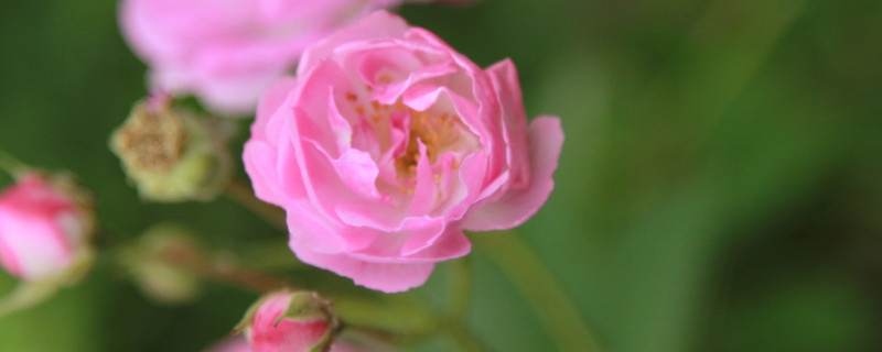 蔷薇花什么时候种植（蔷薇花什么时候种植比较好）