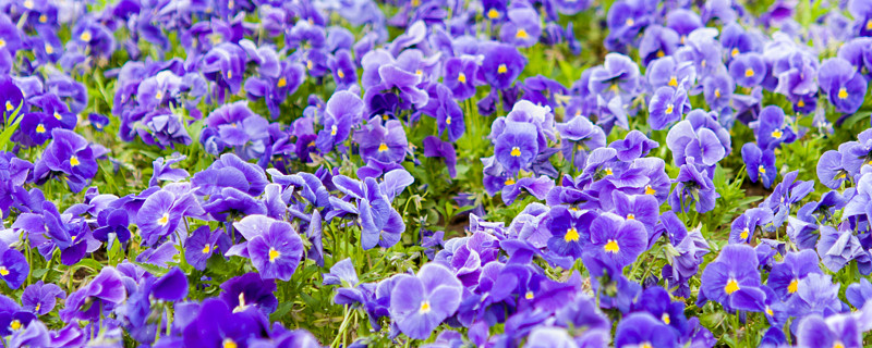 紫罗兰花冬天怎么养（紫罗兰花如何过冬）