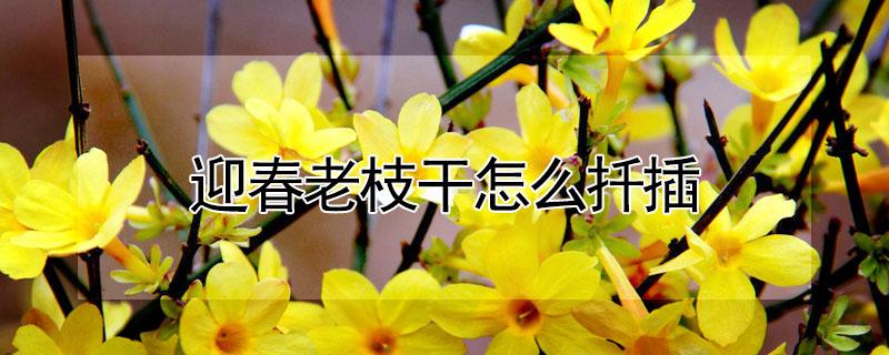 迎春老枝干怎么扦插（迎春花主干可以扦插吗）