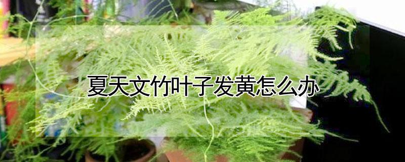 夏天文竹叶子发黄怎么办（冬天文竹叶子发黄怎么办）
