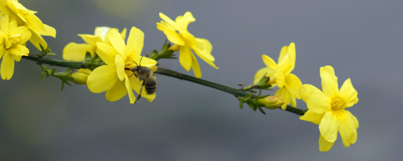 迎春花根怎么养殖方法（迎春花怎样提根栽种）