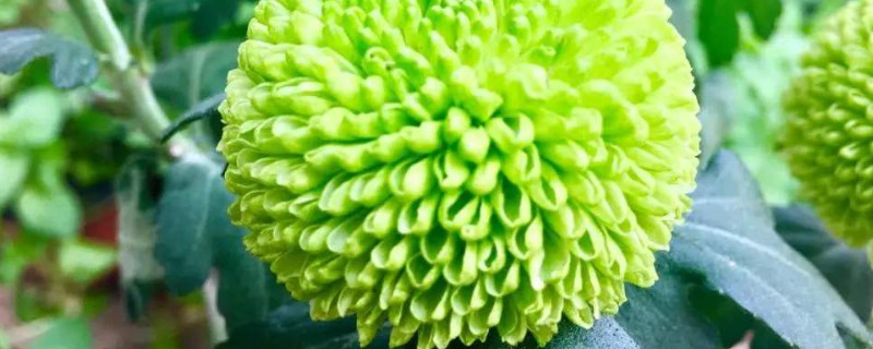 乒乓菊怎么扦插 乒乓菊怎么扦插法