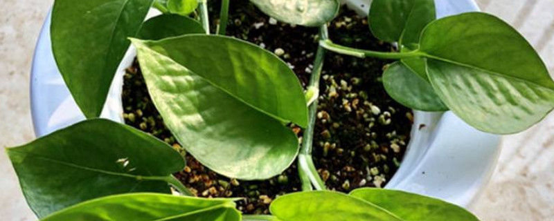 绿萝养殖方法 绿萝养殖方法和注意事项和技巧