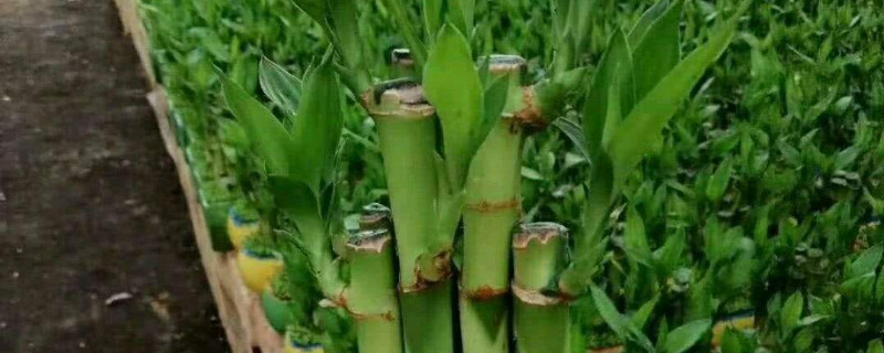 夏天富贵竹怎么养（富贵竹夏天好养吗）