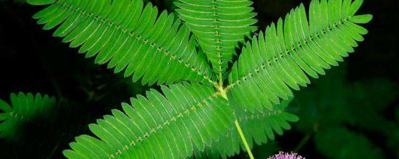 含羞草能活多久 家养含羞草能活多久