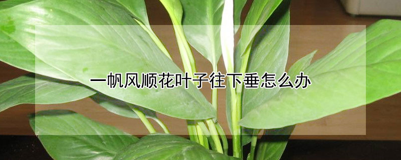 一帆风顺花叶子往下垂怎么办 一帆风顺花和叶变软下垂怎么办?