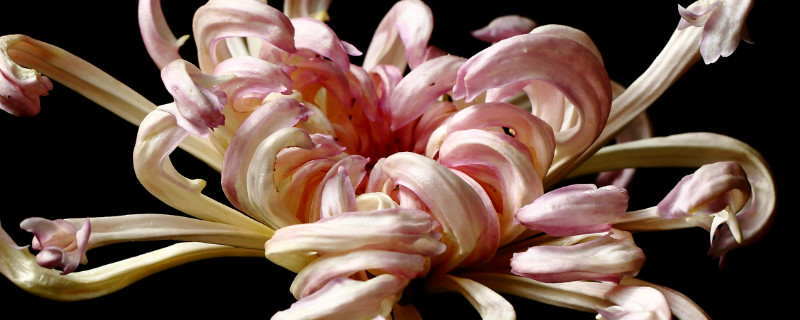 菊花是什么颜色（菊花是什么颜色的图片）