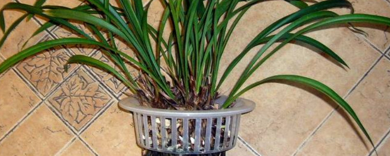 兰花水培怎么养殖 兰花水培怎么养殖视频