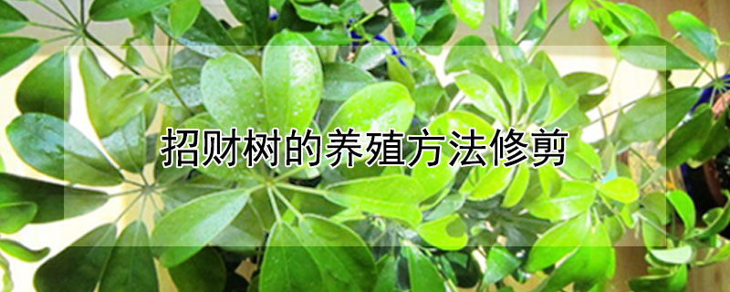 招财树的养殖方法修剪（招财树的养殖方法）