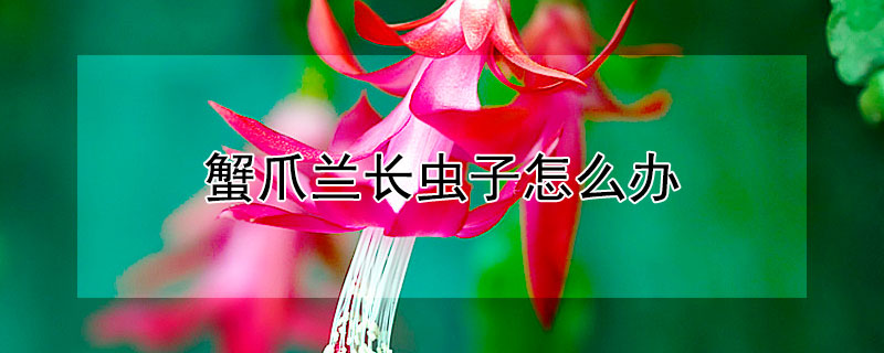 蟹爪兰长虫子怎么办(蟹爪兰长虫了怎么办)