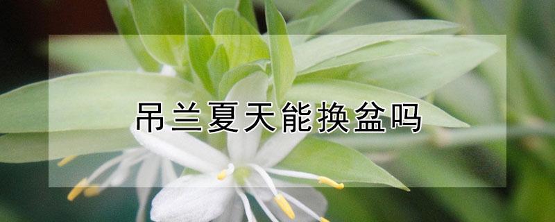 吊兰夏天能换盆吗 吊兰冬季换盆好吗