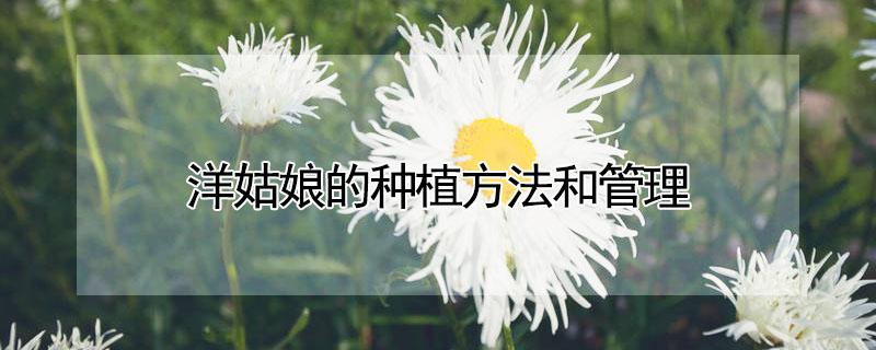 洋姑娘的种植方法和管理（洋姑娘怎么种植,需要注意什么）