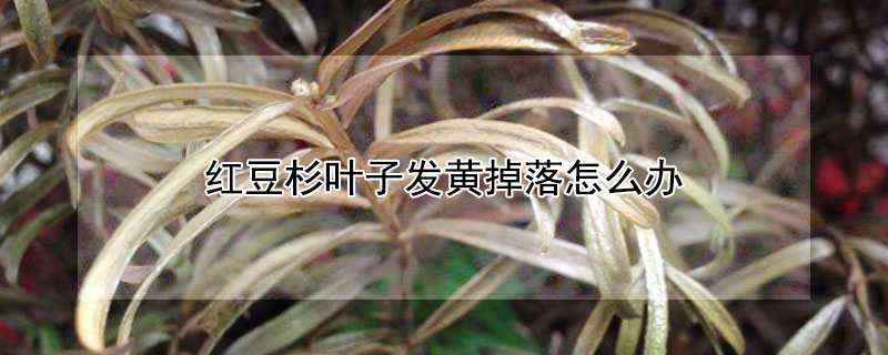 红豆杉叶子发黄掉落怎么办（红豆杉黄叶落叶怎么办）