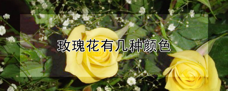 玫瑰花有几种颜色（玫瑰花有几种颜色 都代表什么）