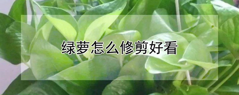 绿萝怎么修剪好看 绿萝怎样剪修