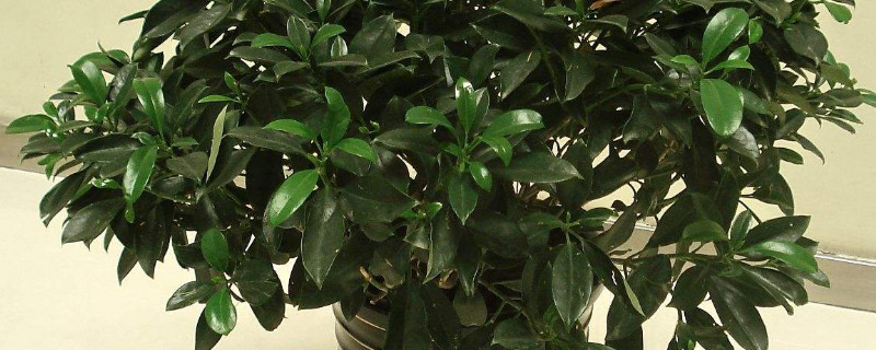 非洲茉莉什么时候开花（非洲茉莉多长时间开一次花）