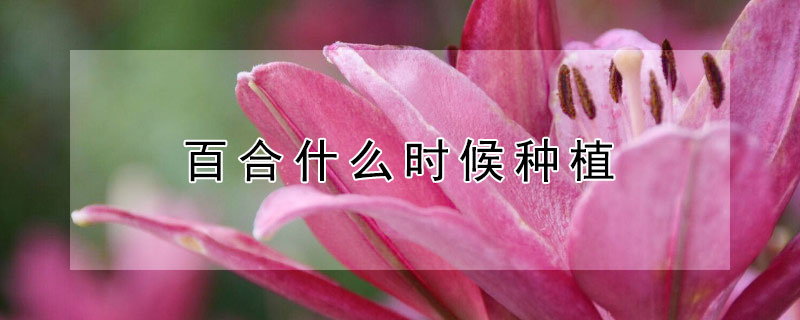 百合什么时候种植(香水百合什么时候种植)