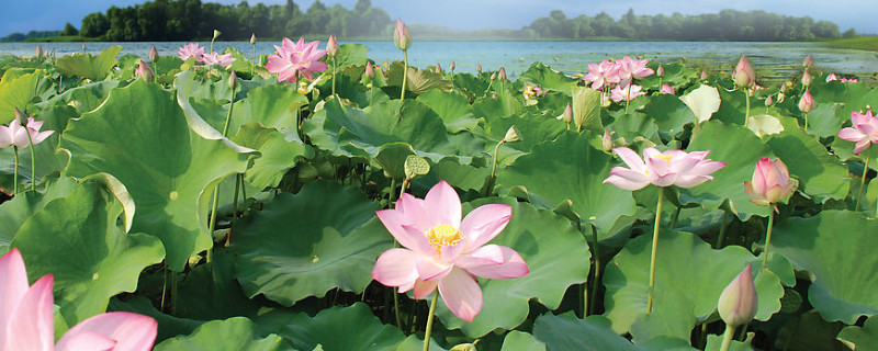 荷花秋天可以移栽吗 荷花夏季能移栽吗