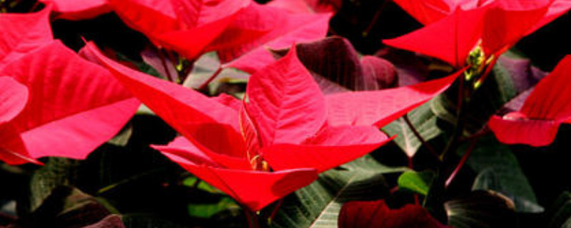 一品红的红叶子是花吗 一品红的花瓣是叶子吗