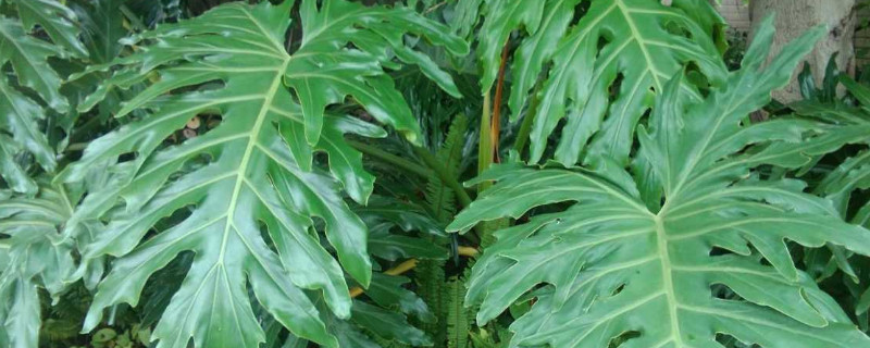 龟背竹冬天怎么养护 龟背竹秋冬季节怎么养护