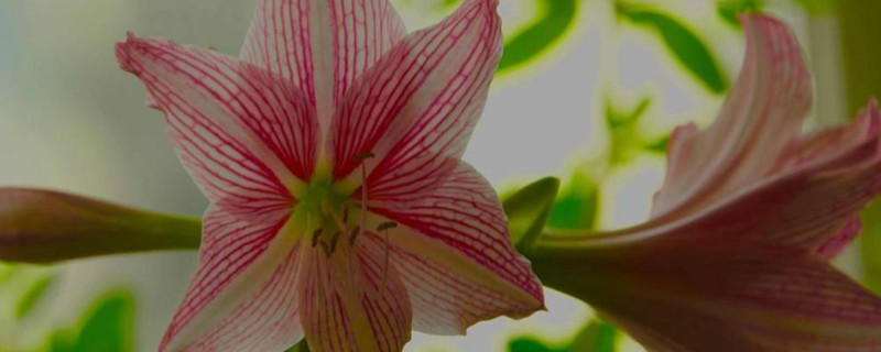 朱顶红花期多长 朱顶红花期多长时间