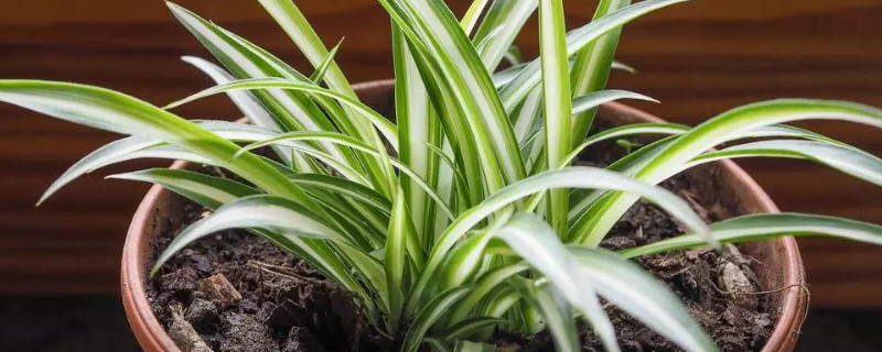 怎么让吊兰一颗发一盆 吊兰发出的小吊兰怎么种植