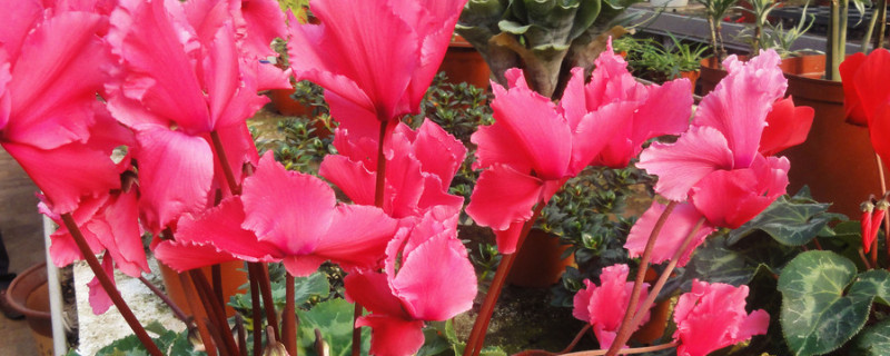 仙客来用深盆好还是浅盆好（仙客来适合什么盆）