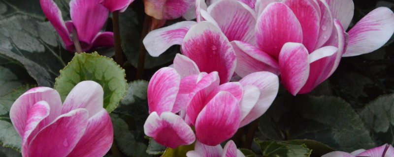 仙客来的花越来越小是什么回事（仙客来花朵小什么原因）